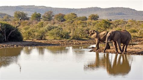 Madikwe Game Reserve - Gauteng