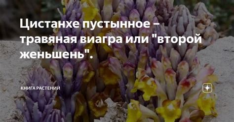 Цистанхе пустынное – травяная виагра или "второй женьшень". | Книга ...