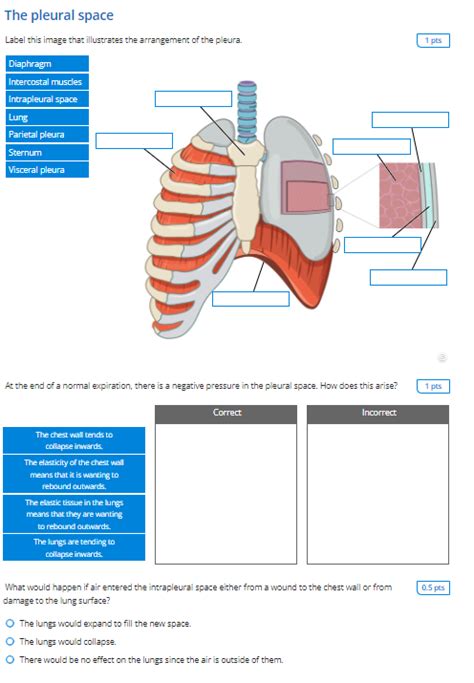 Solved The pleural space Label this image that illustrates | Chegg.com