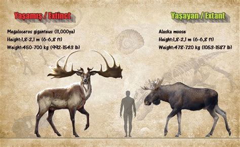 Megaloceros The Irish Elk Irish Elk Prehistoric Wildlife Ancient