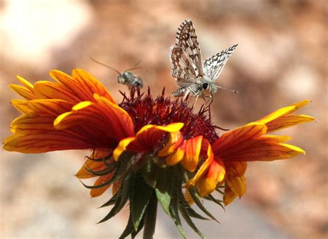 CHECKERED SKIPPER COMMON Or WHITE Pyrgus Communis Or Alb Flickr