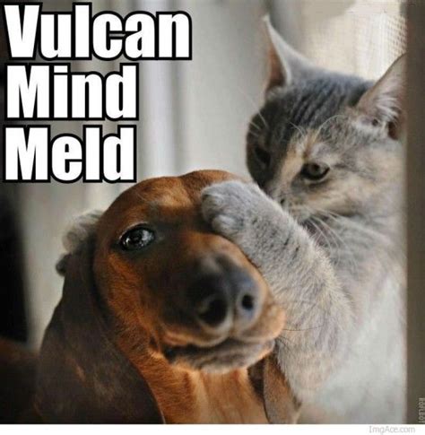 Vulcan Mind Meld Meme