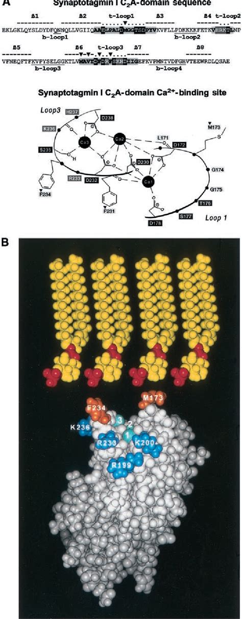 Figure From Role Of Electrostatic And Hydrophobic Interactions In Ca