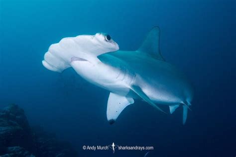 Scalloped Hammerhead Shark 002 | Sharks and Rays