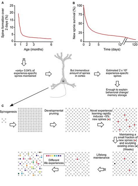 Dendritic Spine Synapse