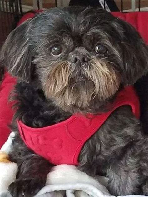 Application Form Lend A Helping Paw® Shih Tzu Rescue Shih Tzu