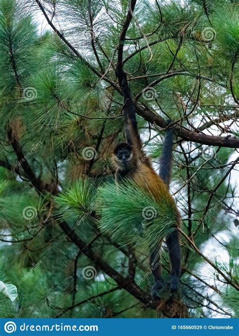 Geoffroy& X27;s Spider Monkey & X28;Ateles Geoffroyi& X29; in a Tree in ...