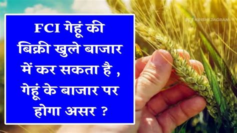 Fci गेहूं की बिक्री खुले बाजार में कर सकता है गेहूं के बाजार पर होगा