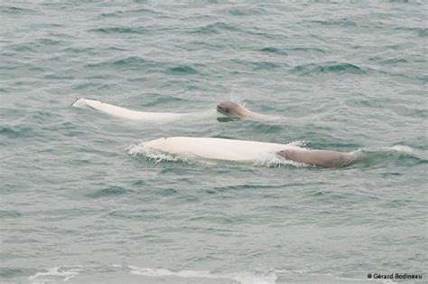 Beluga Whales Pictures