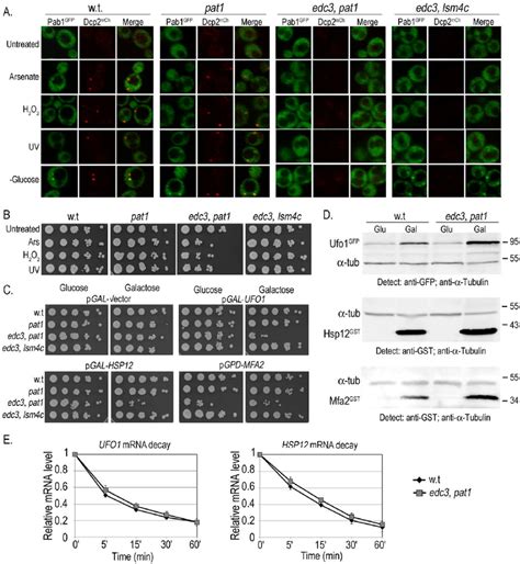 Ectopic high level gene expression affects viability of mutants unable ... 