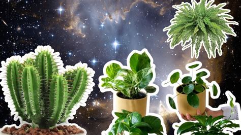 Para Atraer La Energ A Positiva En Tu Hogar Debes Tener Estas Plantas