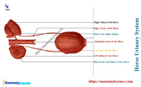 Animal Urinary System Anatomy Parts Identification Anatomylearner