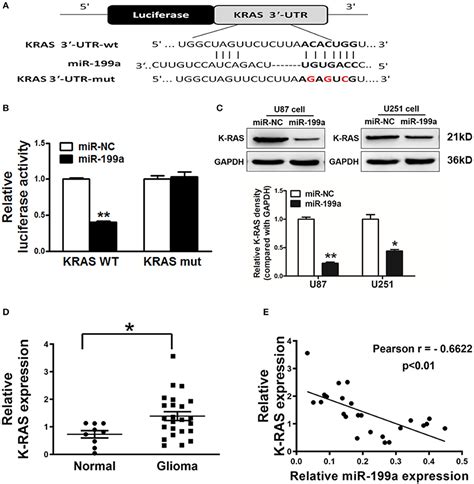 Frontiers Mir 199a Inhibits Tumor Growth And Attenuates