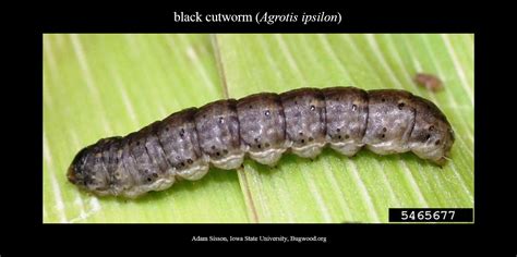 Cutworm Nc State Extension