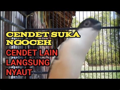 CENDET NGOCEH PANCINGAN UNTUK CENDET MALAS BUNYI YouTube