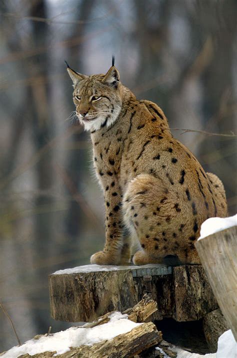eurasian lynx  introduction returning   uk