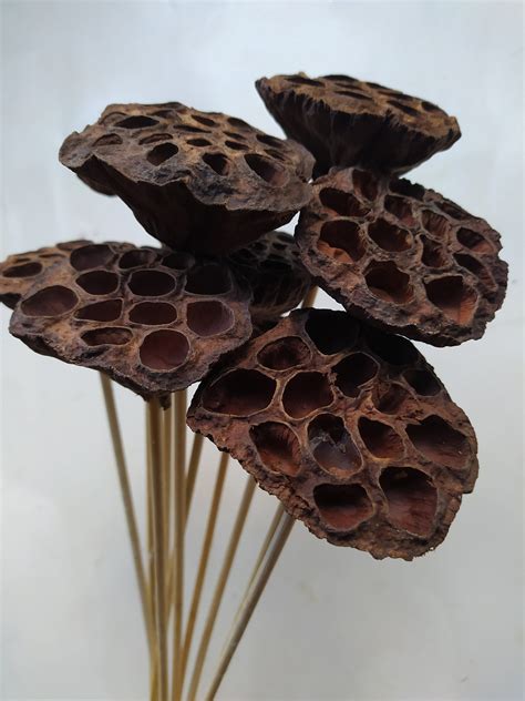 Dry Lotus Pod