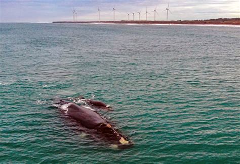 Proyecto con relación al avistaje de ballenas El Ciudadano Necochea