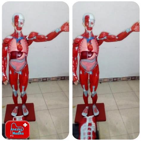 Jual Phantom Manikin Manekin Model Otot Tubuh Manusia Shopee Indonesia