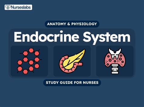 Endocrine System Anatomy And Physiology Nurseslabs