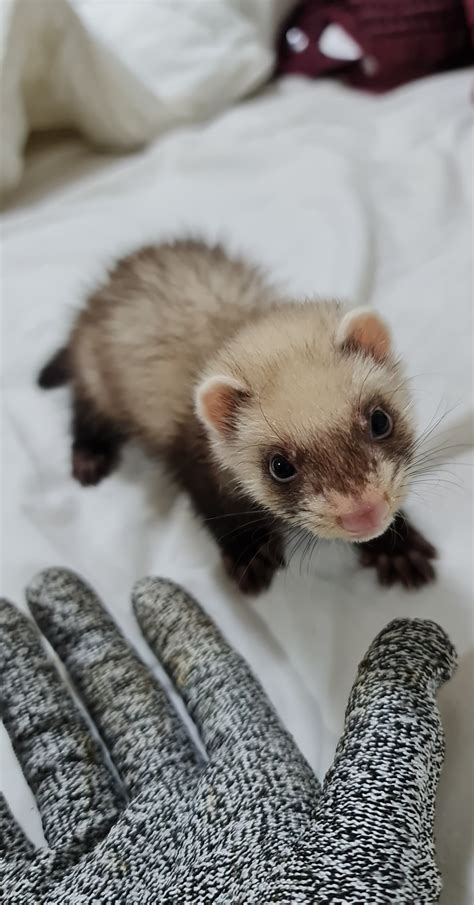 I Just Got My First Ferret Today He S 10 Weeks Old Any Tips For A Beginner Ferret Owner I