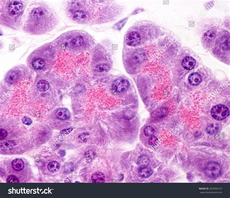 Serous Acini Pancreas Full Secretory Granules Stock Photo (Edit Now ...