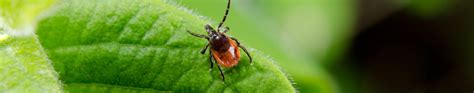 Borreliose Welche Symptome Gibt Es Linden Apotheke