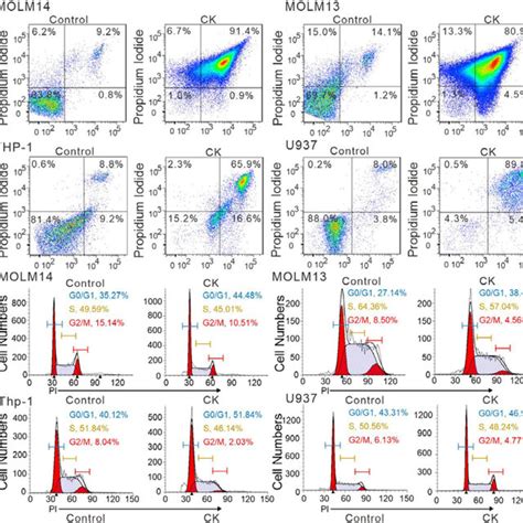 Ck Promotes Cell Cycle Arrest And Apoptosis In Aml Cells A The