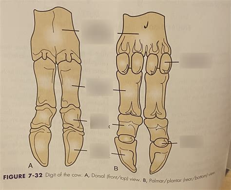 Proximal Phalanx Bone Cow