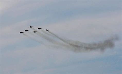 Стрижи | Пикабу