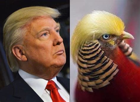 Meet the Bird with Donald Trump's Hair | Snopes.com