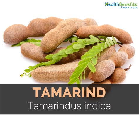 Top health benefits of Tamarind | HB times