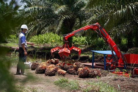 In Photos Fresh Fruit Bunch Ffb Transportation In Peatlands Golden