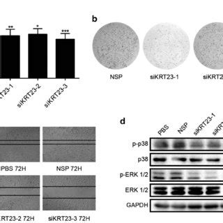 Knockdown Of KRT23 Inhibited The Proliferative Capacity And Migration