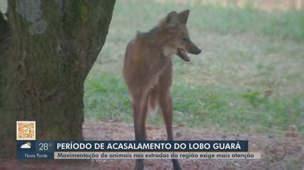 Movimentação de lobos guarás em período de acasalamento exige mais