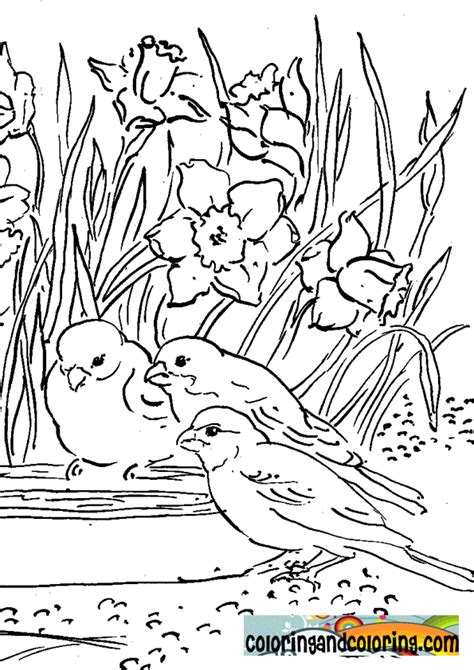 Birds and Flowers Coloring Pages: A Beautiful and Relaxing Way to Unwind