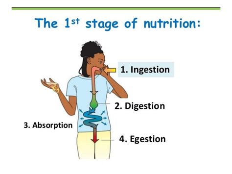 Digestion