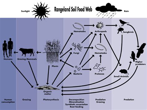 Bella Swan: rainforest food chain diagram