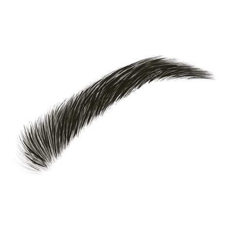 Eyebrow Png Vector Psd And Clipart With Transparent Background For