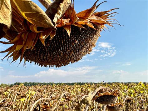 How to Harvest Sunflower Seeds