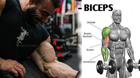 Biceps Workouts 6 Best Exercise For Muscle Build ERORLIFE FITBODY