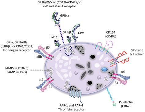 Platelet Cell Structure