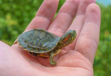 Shell Rot On A Red Eared Slider What To Know Pets Gal