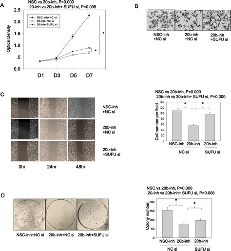 MiRNA 20b SUFU Wnt Axis Accelerates Gastric Cancer Cell Proliferation