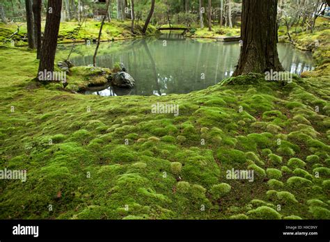 Kyoto Moss Garden High Resolution Stock Photography and Images - Alamy