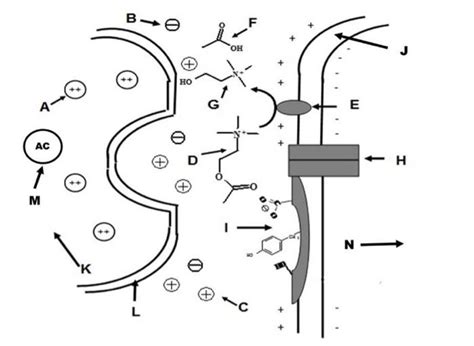 Solved 18. When provided a structure of an enzyme’s active | Chegg.com