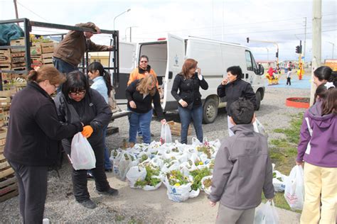 Contin A La Entrega De Plantines Por Alimentos No Perecederos