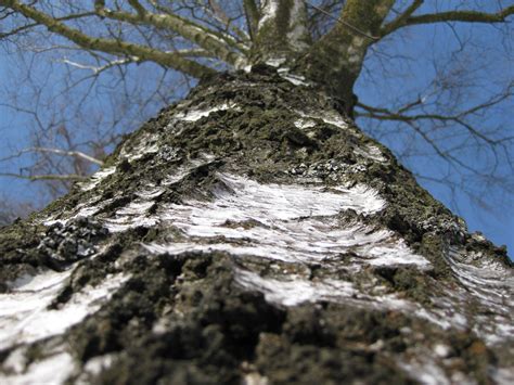 Free Images Nature Branch Snow Winter Wood Leaf Trunk Bark