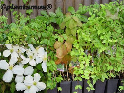 Vente De Plantes Grimpantes Fleurs Cl Matite Blanche Clematis