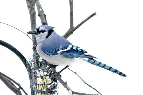 Unlocking The Blue Jay’s Spirit Animal Mystique: Symbolism, Totem, And – Hello-Fearless